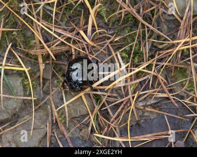 Mortimer Forest bei Ludlow, der in Shropshire nahe der Grenze zu Herefordshire liegt, England, Großbritannien Stockfoto