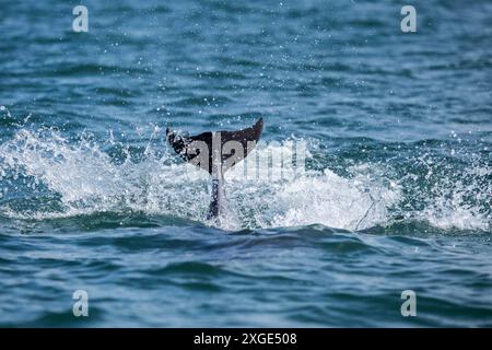 Wilder Delfinschwanz bricht die Oberfläche des Ozeans Stockfoto