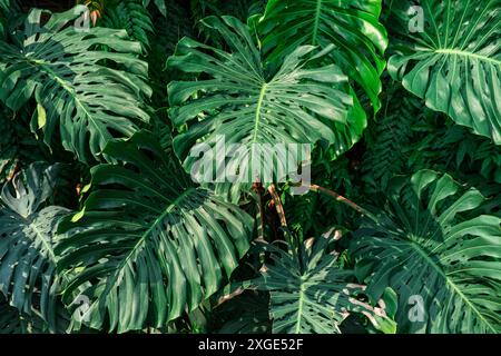 Nahaufnahme von üppig grünen tropischen Monstera-Blättern im vertikalen Garten an einer Gebäudefassade. Naturtextur und abstrakter Hintergrund Stockfoto