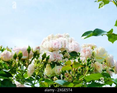 Foto von herrlichen weißen Rosenblättern einer Strauchrose in voller Blüte. Ein lebhaftes Farbspiel voller Eleganz und natürlicher Schönheit. Stockfoto