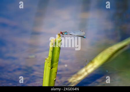 Eine Rotäugige Damselfly in Ruhe (Erythromma najas) am Bolder Mere Lake, Wisley und Ockham Commons, Surrey, Südosten Englands im Sommer Stockfoto