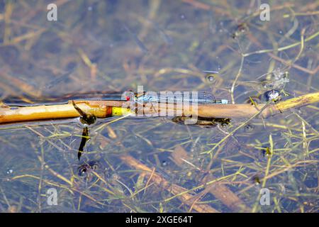 Eine Rotäugige Damselfly in Ruhe (Erythromma najas) am Bolder Mere Lake, Wisley und Ockham Commons, Surrey, Südosten Englands im Sommer Stockfoto