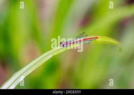 Männliche große rote Damselfliege (Pyrrhosoma nymphula) in Ruhe am Bolder Mere Lake, Wisley und Ockham Commons, Surrey, Südosten Englands im Sommer Stockfoto