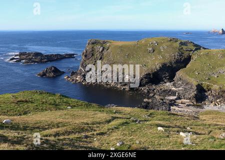 Schafe weiden auf der zerklüfteten Landzunge in County Donegal mit Meeresklippen und Napoleonic Tower an der Küste von Glen Head Donegal. Stockfoto