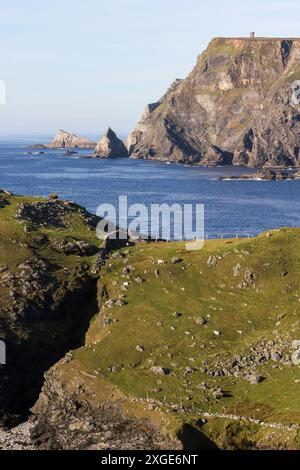 Schafe weiden auf der zerklüfteten Landzunge in County Donegal mit Meeresklippen und Napoleonic Tower an der Küste von Glen Head Donegal. Stockfoto