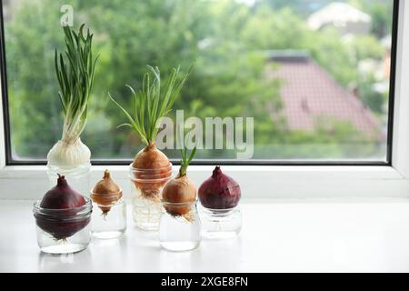 Viele gekeimte Zwiebeln in Gläsern mit Wasser auf der Fensterbank. Leerzeichen für Text Stockfoto