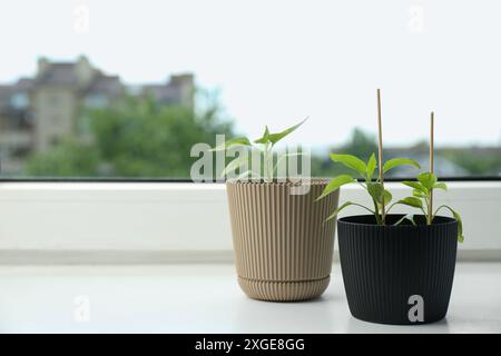 Pfeffer-Setzlinge in Töpfen auf Fensterbank, Nahaufnahme. Leerzeichen für Text Stockfoto