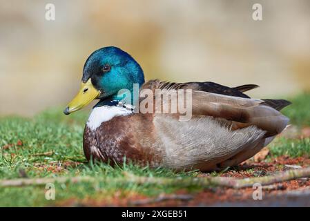 Stockenten männliche Ente Nahaufnahme ( Anas platyrhynchos ) Stockfoto