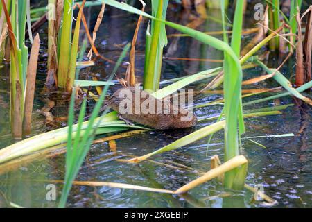 Europäische Wassermühle (Arvicola amphibius), Cardiff, Südwales. Vom Juli 2024 Stockfoto