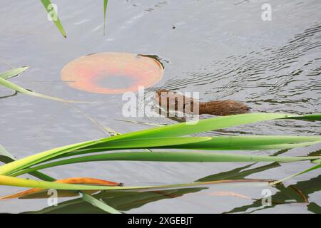 Europäische Wassermühle (Arvicola amphibius), Cardiff, Südwales. Vom Juli 2024 Stockfoto