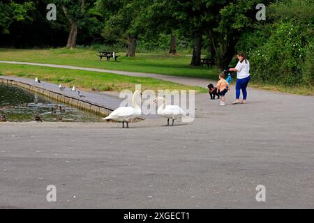 Zwei Schwäne, Cosmeston Lakes und Country Park, Penarth, Cardiff, Südwales. Vom Juli 2024 Stockfoto