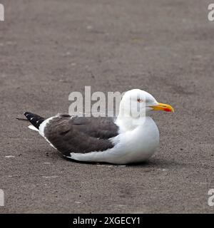 Kleine schwarze Möwe, Larus fuscus auf der Straßenoberfläche, Penarth, Südwales. Vom Juli 2024 Stockfoto