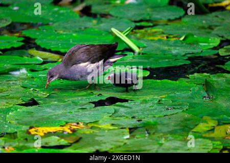 Moorhenküken und Mutter mit Lilienpads auf einem Kanal, Südwales. Vom Juli 2024. Gallinula chloropus Stockfoto