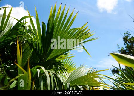 Panama-Hutpflanze oder Toquilla-Palme, Carludovica palmata, eine palmenartige Pflanze, die in Mittel- und Südamerika angebaut wird, um ihre Fasern zum Weben von zu verwenden Stockfoto