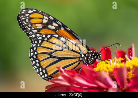 Monarchschmetterling (Danaus Plexippus) ernährt sich im Sommergarten von rosa Zinnia Stockfoto