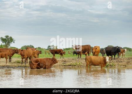 Herde kreolischer Kühe am Ufer des Flusses Parana in Santa Fe, Argentinien. Stockfoto