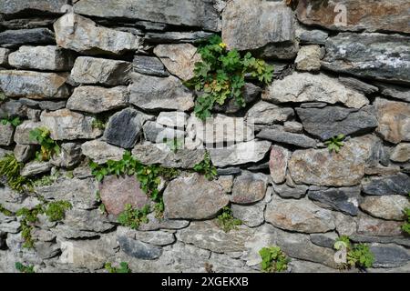 Pflanzen, die zwischen Felsen in alten Steinmauern wachsen Stockfoto