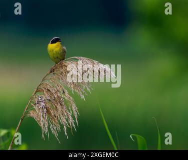 Common Yellowthroat (Geothlypis trichas), Bombay Hook NWR, DE Stockfoto