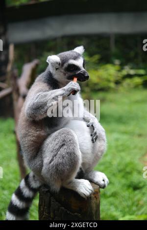 RingschwanzLemuren essen mit ihren Händen Nahrung Stockfoto