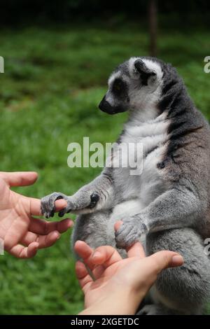 RingschwanzLemur, der mit einer Person die Hände hält Stockfoto