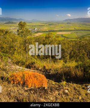 Eine spektakuläre Aussicht auf den Aussichtspunkt, entlang der Pyramid Grade 5 Wanderung, die einen quadratischen Rahmen aus fruchtbarem Ackerland und Küstenebenen von Cairns zeigt. Stockfoto