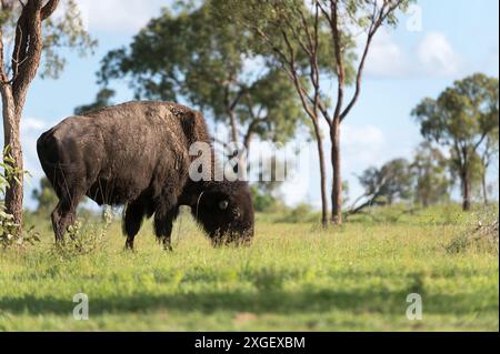 Ein amerikanischer Bison ernährt sich nach und nach von Grasland in einer Station in Mingella, North Queensland, Australien Stockfoto