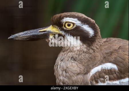 Ein Kopfporträt eines Beach Stone Curlew, getarnt in einheimischer Vegetation in einem Naturschutzgebiet in New South Wales in Australien. Stockfoto