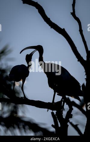 Die Silhouette eines jungen Ibis berührt zärtlich die Rechnung seiner Mutter, in der Hoffnung auf eine weitere Fütterung, bevor sie sich auf einem toten Baum niederschlägt. Stockfoto