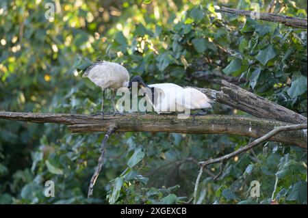 Die letzte Fütterungssitzung eines jungen White Ibis und seiner Mutter, bevor es sich für den Abend niederließ. Stockfoto