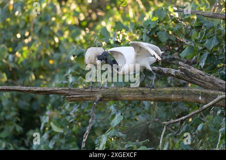 Die letzte Fütterungssitzung eines jungen White Ibis und seiner Mutter, bevor es sich für den Abend niederließ. Stockfoto