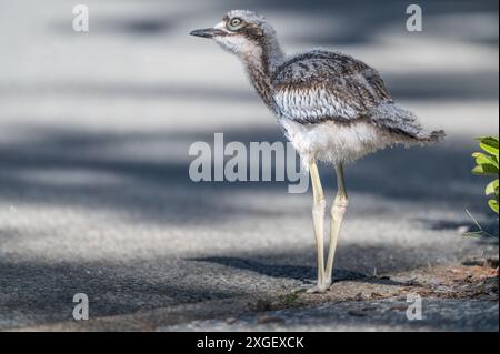 Ein junges Bush Stone Curlew, perfekt still und aufmerksam, auf der Suche nach Gefahren auf einem Pfad am Main Beach an der Gold Coast in Australien. Stockfoto