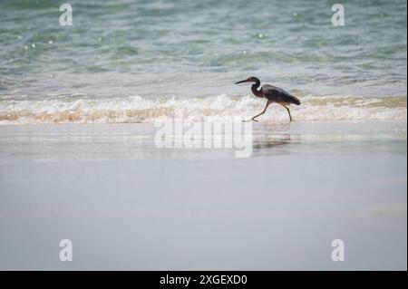 Ein einziger Pacific Reef Egret weht nebenan entlang des sanft brechenden Uferbruchs auf K'gari (Fraser Island) auf der Suche nach Beute. Stockfoto