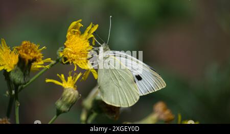 Nahaufnahme eines großen weißen Schmetterlings, der sich an gelben Blüten ernährt. Auch Kohl Schmetterling oder Kohl weiß genannt. Natur-, Tier- und Insektenfotografie Stockfoto