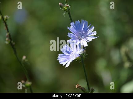 Zichorien, Cichorium intybus, mit einer schönen blauen Blume unter natürlichem Sonnenlicht. Dieses ausdauernde Kraut ist auch bekannt als blaues Gänseblümchen oder blaues Dancel Stockfoto