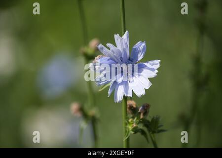 Zichorien, Cichorium intybus, mit einer schönen blauen Blume unter natürlichem Sonnenlicht. Dieses ausdauernde Kraut ist auch bekannt als blaues Gänseblümchen oder blaues Dancel Stockfoto