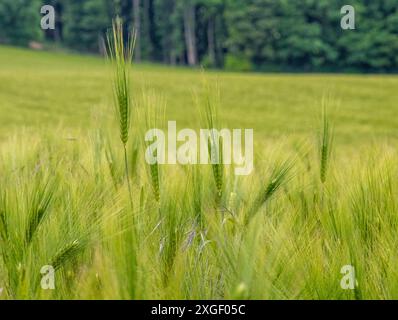 Weizenfeld, Cotswalds Stockfoto