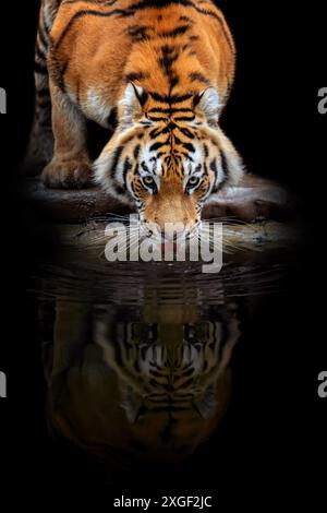 Nahaufnahme erwachsener Tiger trinken Wasser und Reflexion. Tier auf dunklem Hintergrund Stockfoto