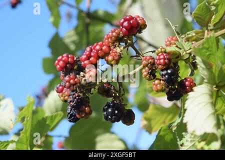 Nahaufnahme reifer und unreifer Brombeeren auf einem Zweig mit grünen Blättern Stockfoto