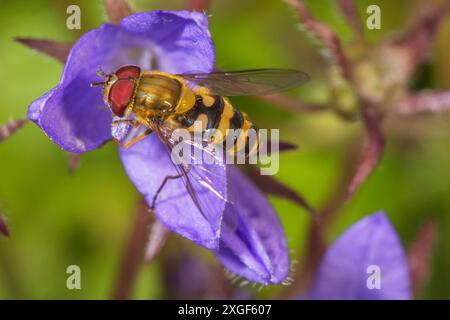 Makroaufnahme einer haarigen Schwebefliege (Syrphus torvus), die auf einer Glockenblume (Campanula poscharskyana), Baden-Wuerttemberg, Deutschland Stockfoto