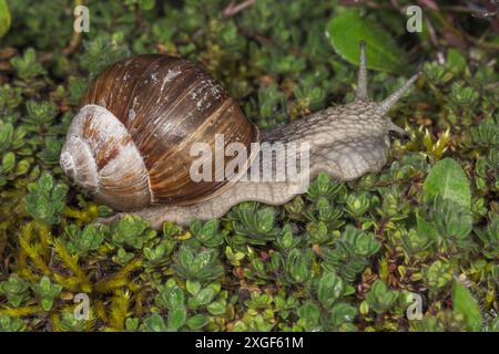 Eine burgunderrote Schnecke (Helix pomatia) kriecht über grünes Laub und Kräuter am Boden, Baden-Württemberg, Deutschland Stockfoto