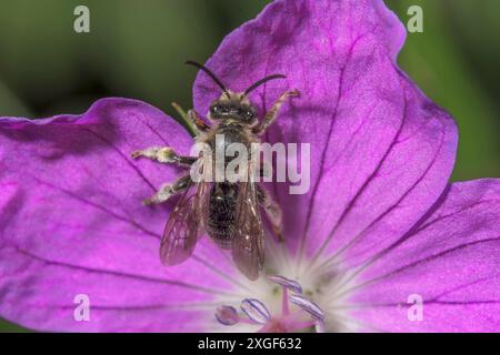 Makrophotogramm einer Oberschenkelbiene (Macropis europaea) an einer Blume des blutroten Kranichschnabels (Geranium sanguineum), Baden-Württemberg, Deutschland Stockfoto