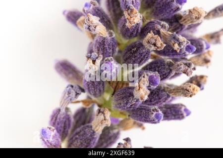 Lavendelblüten (Lavandula angustifolia) in Violetttönen auf weißem Hintergrund, Nahaufnahme Stockfoto