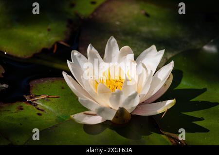 Eine europäische Weißwasserlilie (Nymphaea) mit gelbem Zentrum liegt auf grünen Blättern in einem Teich, Ternitz, Niederösterreich, Österreich Stockfoto