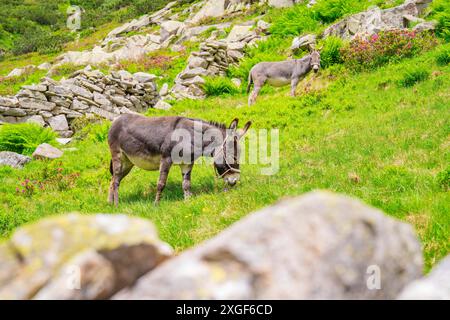 Zwei Esel weiden friedlich auf einem grünen Gelände in einer felsigen Berglandschaft, Klein Tibet, Zillertal, Österreich Stockfoto