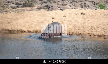 Hippopotamus (Hippopatamus amphibius), der in den Fluss eintritt, Erwachsener, Kruger-Nationalpark, Südafrika Stockfoto