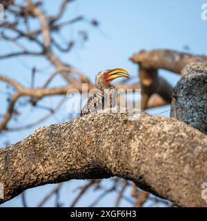 Rotringschnabel (Tockus leucomelas), der auf einem Baumstamm vor blauem Himmel sitzt, Kruger-Nationalpark, Südafrika Stockfoto