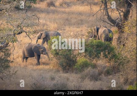 Afrikanischer Elefant (Loxodonta africana), Gruppe, die im Abendlicht auf Nahrungssuche in trockenem Gras unterwegs ist, Kruger-Nationalpark, Südafrika Stockfoto