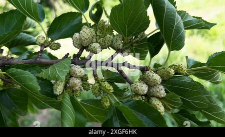 Weiße Maulbeerfrüchte hängen an Ästen Stockfoto