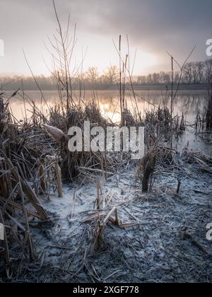 Reif auf Schilf am See Stockfoto