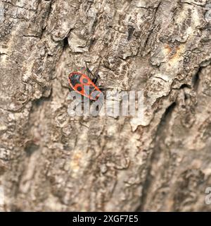 Einzelner Feuerwanzen (Pyrrhocoris apterus) auf dem Stamm einer Linde Stockfoto